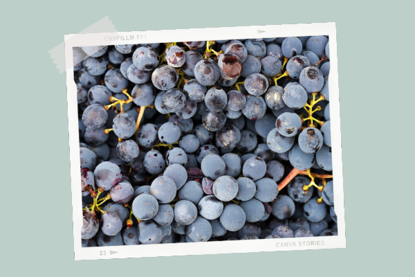 Le Raisin | Cuisine De Bébé