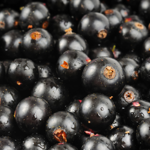 cassis, diversification alimentaire, repas bébé